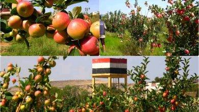 نجاح زراعة التفاح السكري بهذه المحافظة 7