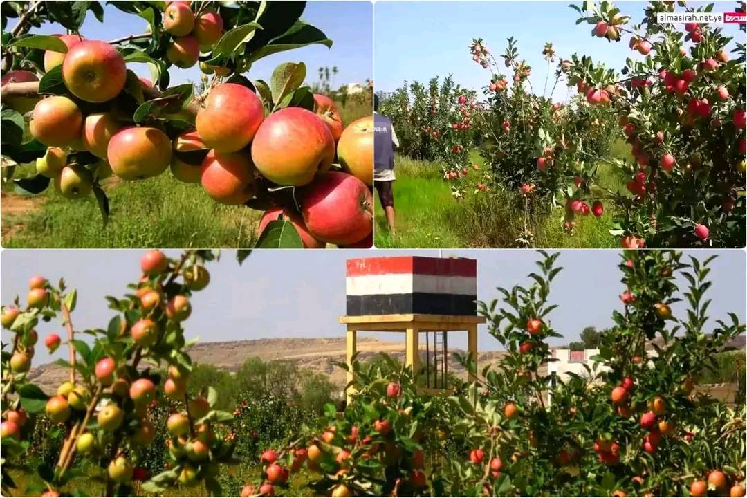 نجاح زراعة التفاح السكري بهذه المحافظة
