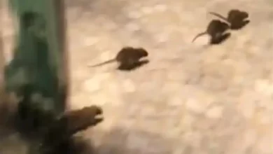 "الفئران" تغزو شوارع وأحياء عدن 4