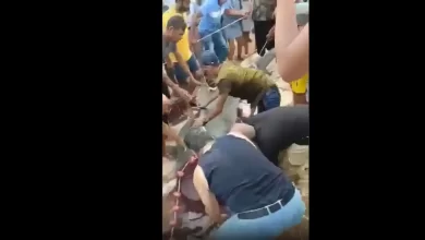 مصر.. فيديو للحظة اصطياد سمكة قرش التهمت سائحا روسيا ومصر تصدر بيانا 8