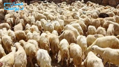 أضاحي العيد.. من كم تبدأ أسعارها؟ 7