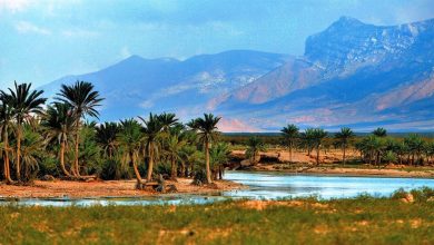 تحذيرات مرعبة.. الجزر اليمنية مهددة لهذا الشيء؟ 7