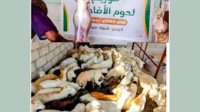 شبوة : جمعية حبان التنموية توزع اضاحي العيد ل(630)من الآسر الآشد فقراً بحبان 8