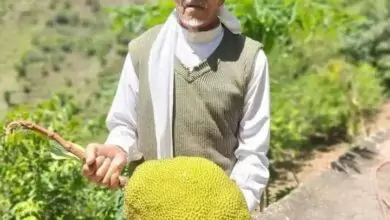 لاتوجد سوى بدولتين بالعالم.. مزارعون يمنيون ينجحون بزراعة هذه الفاكهة العجيبة التي تباع بالدولار 7
