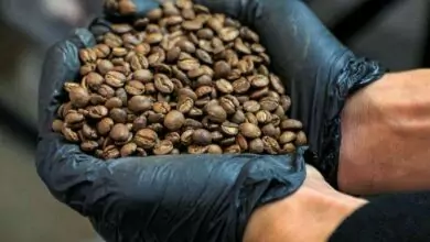 قهوة موكا.. حبوب البن قدمت اليمن للعالم 2