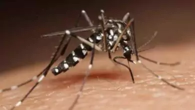تحذيرات من بعوض خطير جداً ينقل الأمراض المميتة وبدا الإنتشار بهذه الدول 11