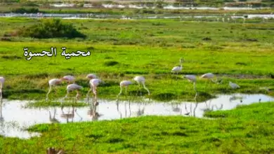 الجنة المنسية.. في عدن تعرف على المحمية الطبيعية! 1