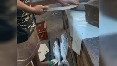 أخطر نوع من الأسماك يباع للمواطنين على شكل ديرك في عدن.. ما القصة؟ 6