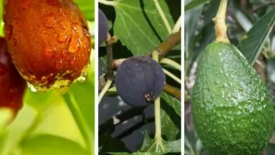 لدخل أفضل وسريع .. فواكه نادرة يمكن زراعتها على الأسطح وتقدر بـ300 دولار للكيلو 9