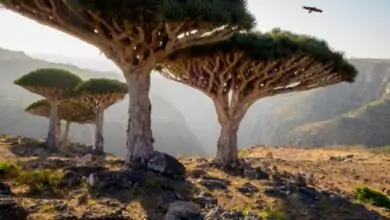 فاجعة في سقطرى "تفاصيل " 7