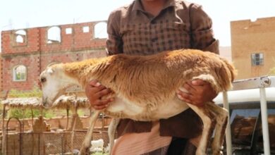 بسبب كبش !! مقتل طفل بدم بارد وإصابة والده وشقيقه 4