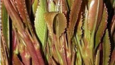 صدمة.. 80% من مرضى السرطان في اليمن سببها القات (تفاصيل صادم) 4