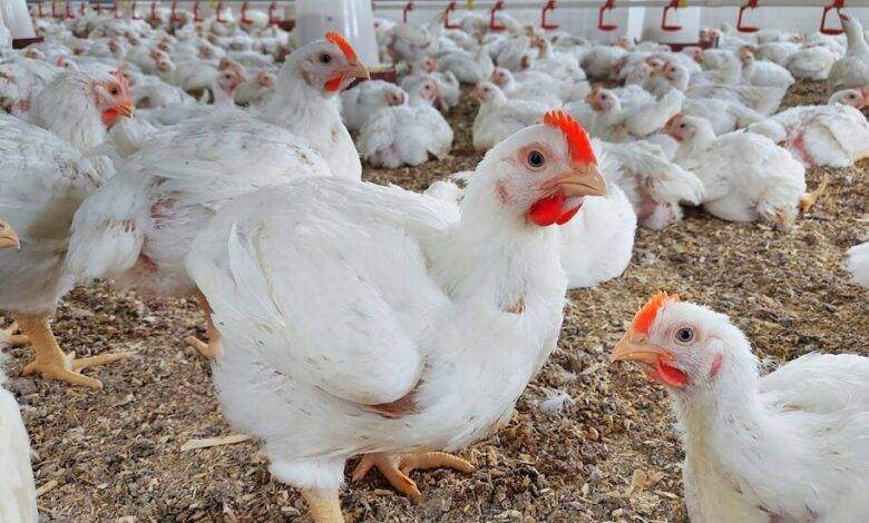 يوم الجمعة .. الدجاج لمن استطاع اليه سبيلا