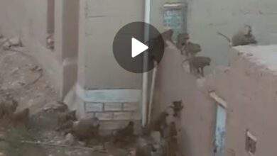 شبوة.. القرود تغزو المدينة (فيديو) 3