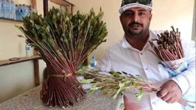 القات الهرري يثير جدلا في عدن 8