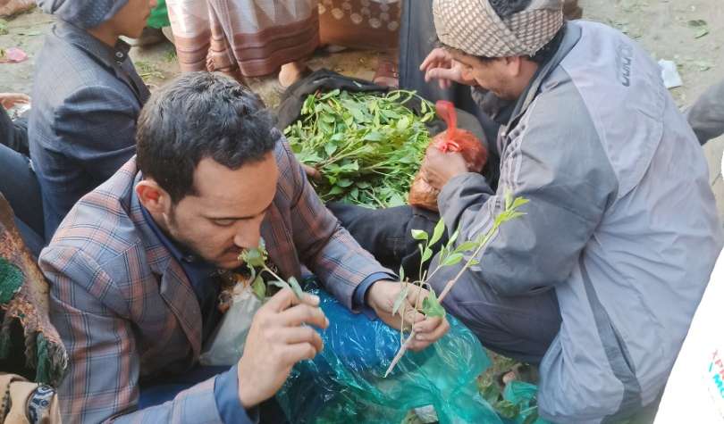 عدد مرعب لضحايا “القات” في اليمن