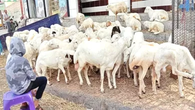 ارتفاع أسعار أضاحي العيد يدفع أهالي عدن إلى "أضاحي أبو ريش" 4
