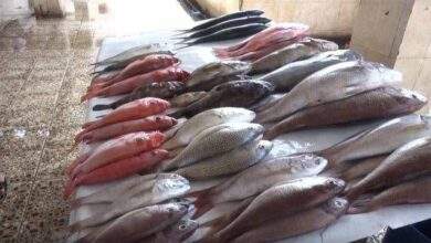 ياترى ما هو سبب ارتفاع اسعار الاسماك في مدينة ساحلية كعدن؟ 8