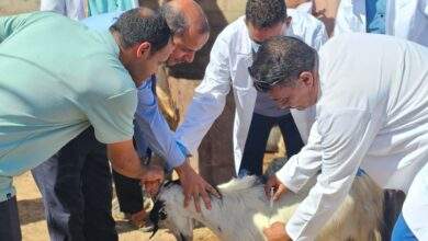 وكيل مأرب يدشن حملة بيطرية لتحصين وعلاج 113 الف رأس من الاغنام والماعز 2