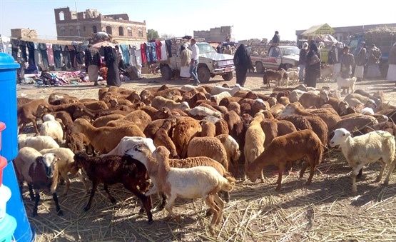 بعد سنوات من الحظر.. سلطنة عمان تسمح مجددًا باستيراد الحيوانات الحية من اليمن