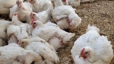 هبوط مفاجئ في أسعار الدجاج بعدن 3
