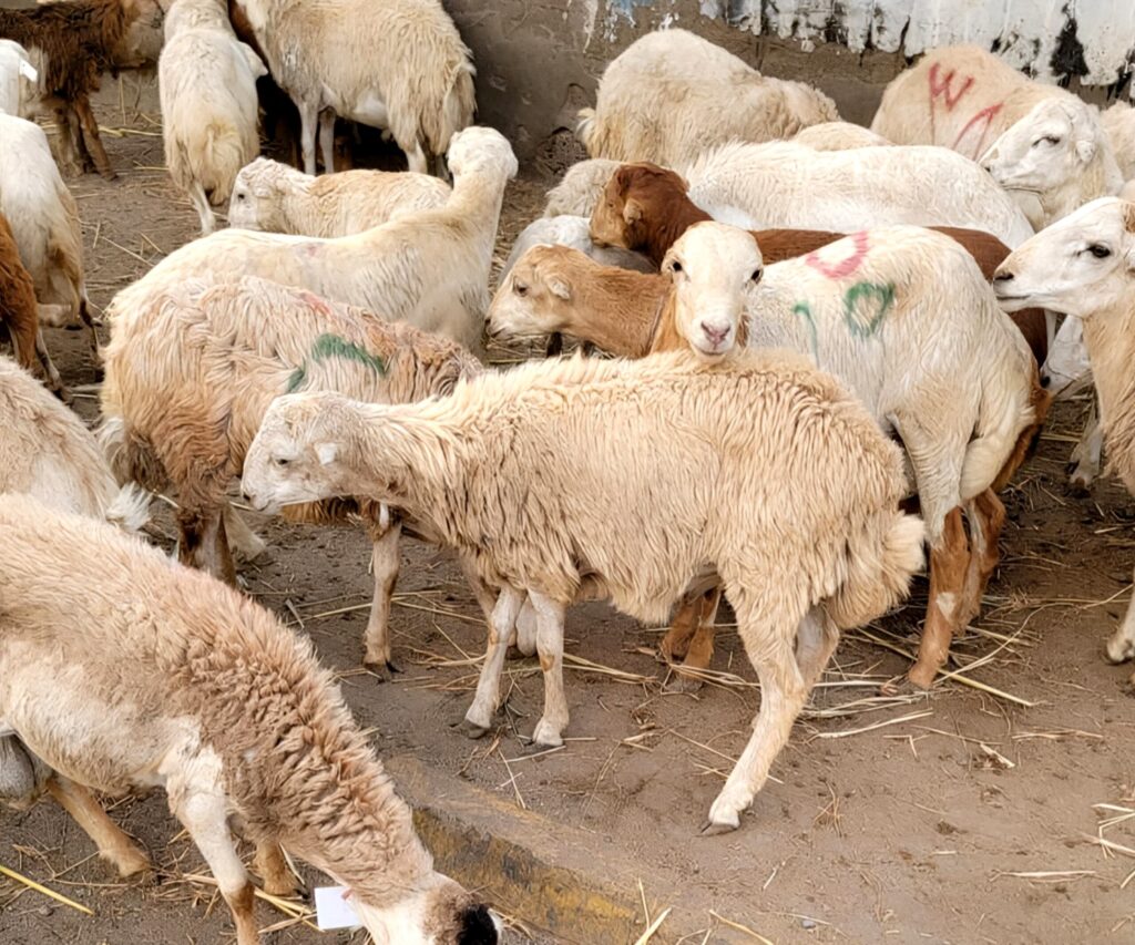 ارتفاع نسبي في أسعار المواشي المحلية بسوق دار سعد بعدن 25 يوليو 2025م