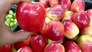 التفاح اليمني.. جودة عالية ومذاق يفرض نفسه في الأسواق المحلية 1