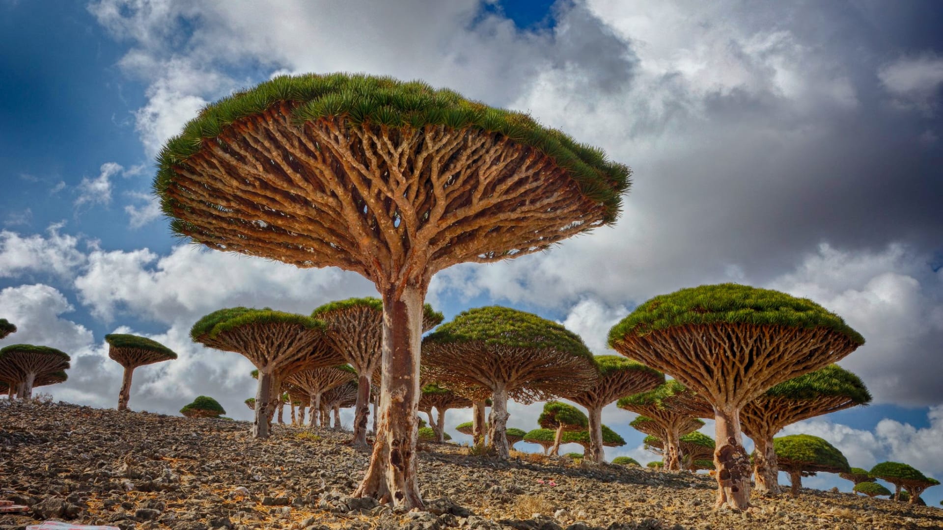 هل تختفي شجرة دم الأخوين من سقطرى قريباً؟ تحذيرات أمريكية تحذر من الزوال 1