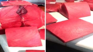 أسعار الأسماك في عدن اليوم الخميس 6 نوفمبر 2025 3