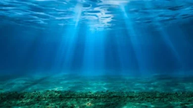 قنبلة مائية تهدد الحياة البحرية: حموضة المحيطات ترتفع بشكل مخيف! 3