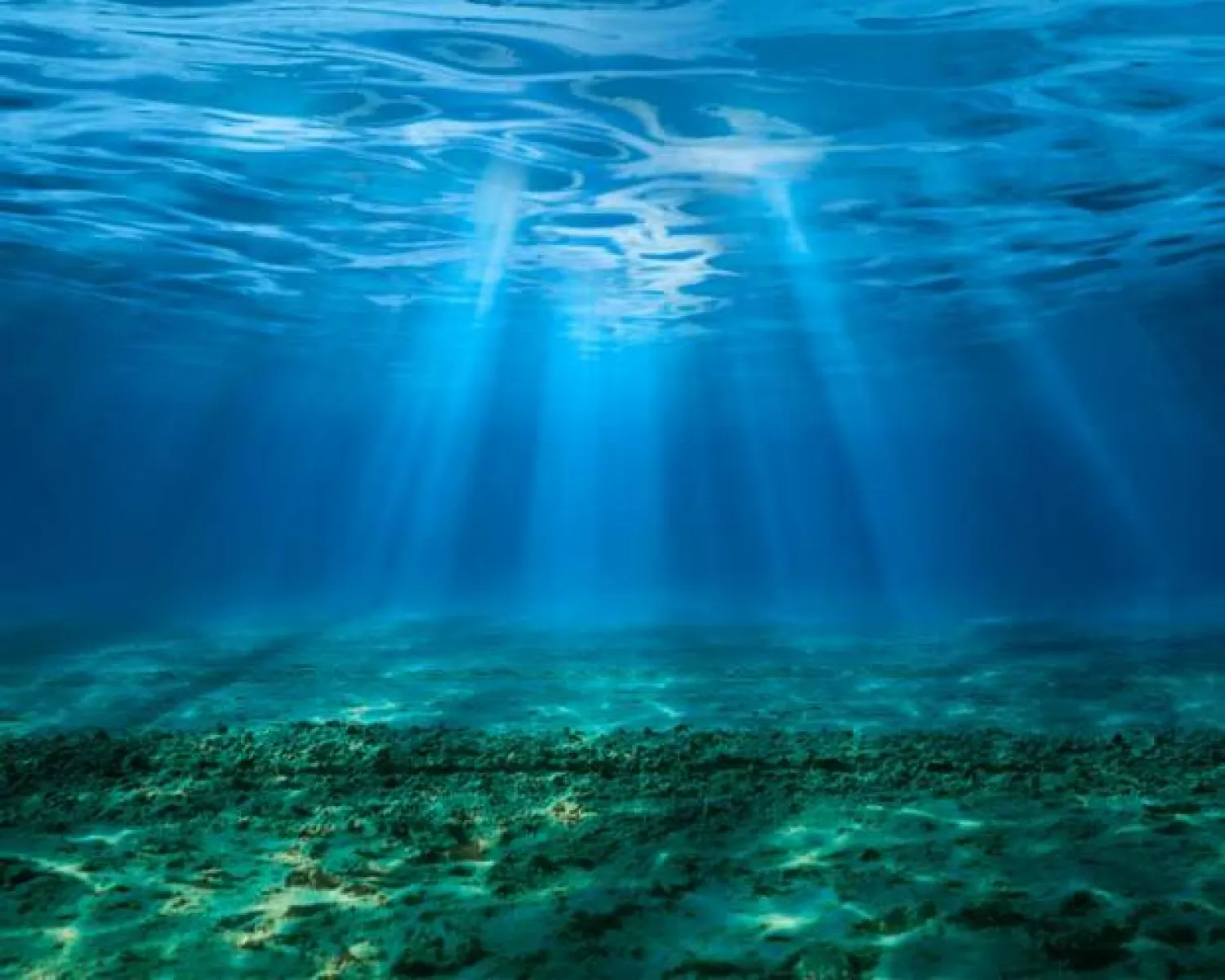 قنبلة مائية تهدد الحياة البحرية: حموضة المحيطات ترتفع بشكل مخيف! 1