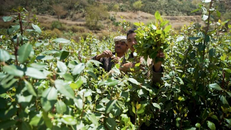 القات يسرق الغذاء من أفواه اليمنيين ويغرق البلاد في أزمة 1