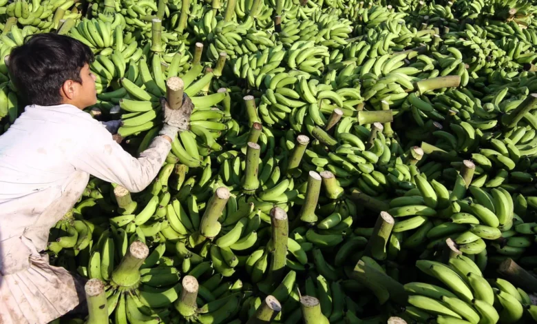 صدق أو لا تصدّق.. لون الموز يكشف فوائد صحية مختلفة لجسمك! 2