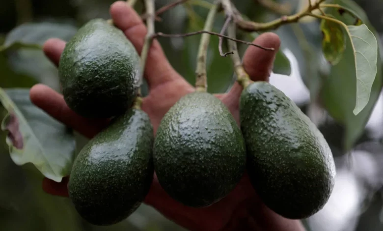 ثمرة واحدة تغيّر الميزان.. ماذا يفعل الأفوكادو بوزنك؟ 3