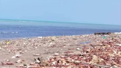 نفوق جماعي للكائنات البحرية في الحديدة يثير قلق السكان 2