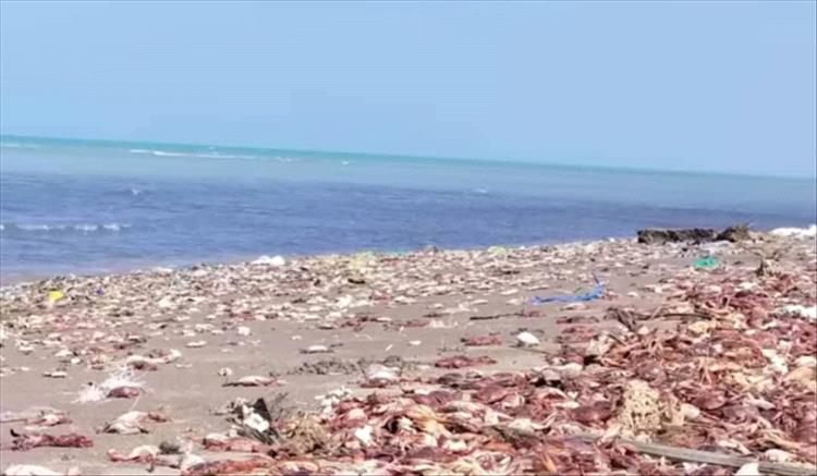 نفوق جماعي للكائنات البحرية في الحديدة يثير قلق السكان 1