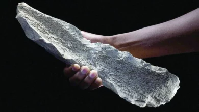 دراسة تكشف: أسلاف البشر يصنعون أدوات عظمية قبل مليون ونصف! 2
