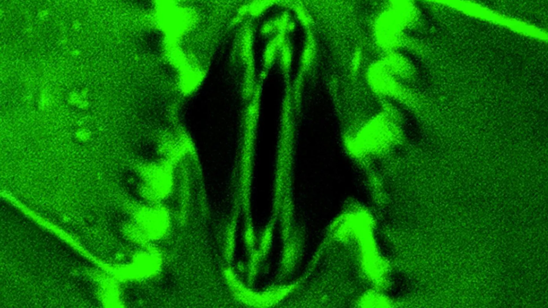 العلماء يرصدون تنفس النباتات مباشرة لأول مرة 1