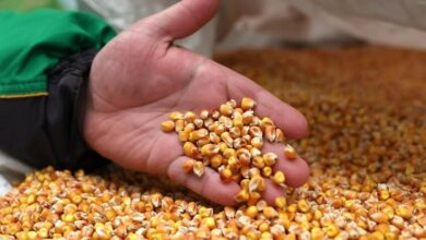 سر الفشار: كيف وأين انطلق انفجاره الأول؟ 2