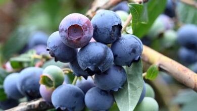 دراسة: تناول يومي لفاكهة غنية بمضادات الأكسدة يعزز صحة القلب ويحسّن الهضم 4