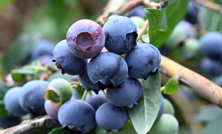 دراسة: تناول يومي لفاكهة غنية بمضادات الأكسدة يعزز صحة القلب ويحسّن الهضم 10