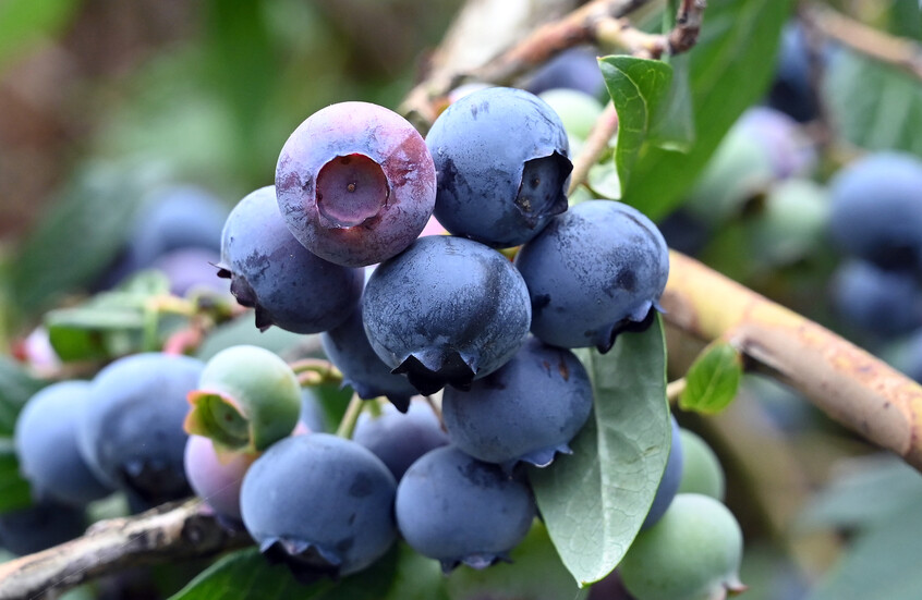 دراسة: تناول يومي لفاكهة غنية بمضادات الأكسدة يعزز صحة القلب ويحسّن الهضم 1