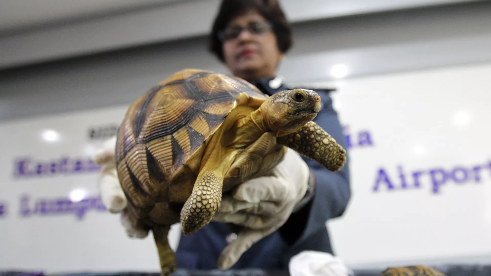 بعد قرن من الانقراض المحلي.. إعادة توطين 150 سلحفاة عملاقة 1