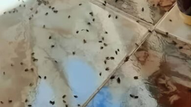 سكان عدن يشكون من تصاعد انتشار الذباب داخل منازلهم بشكل غير مسبوق 2