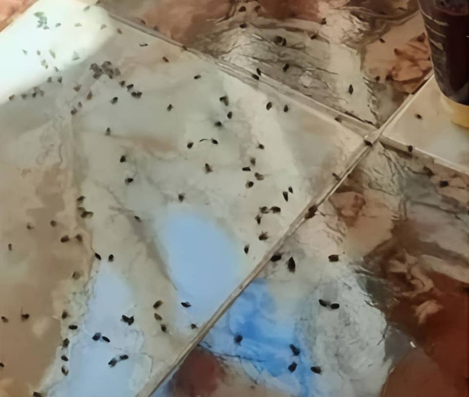 سكان عدن يشكون من تصاعد انتشار الذباب داخل منازلهم بشكل غير مسبوق 1