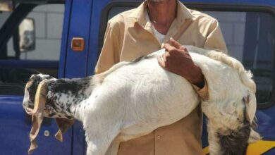 ضبط سائق باص في عدن بتهمة سرقة أغنام بعد انتشار فيديو يوثق الواقعة 2