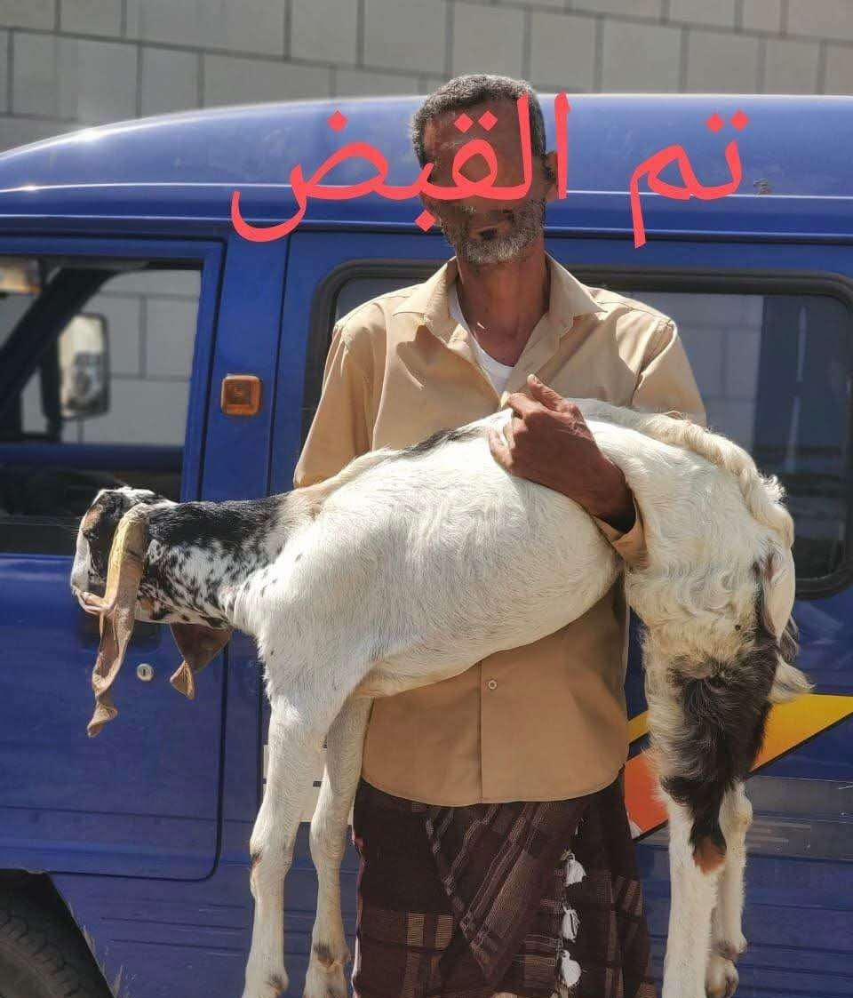 ضبط سائق باص في عدن بتهمة سرقة أغنام بعد انتشار فيديو يوثق الواقعة 1