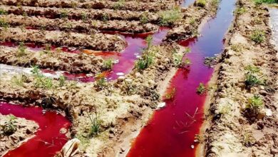 مخاوف صحية تتصاعد في اليمن.. تحذيرات من مبيدات القات وعلاقتها بانتشار السرطان 2