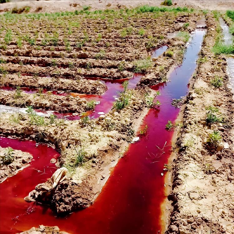 مخاوف صحية تتصاعد في اليمن.. تحذيرات من مبيدات القات وعلاقتها بانتشار السرطان 1