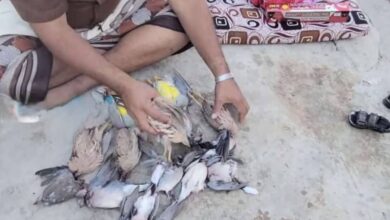 استياء شعبي في شبوة إثر تصاعد ممارسات الصيد الجائر ومطالبات بتحرك عاجل 2